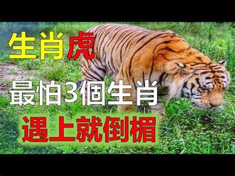 屬虎禁忌喪事|虎年 2 生肖犯太歲！屬虎不能參加喜事？命理師反推「。